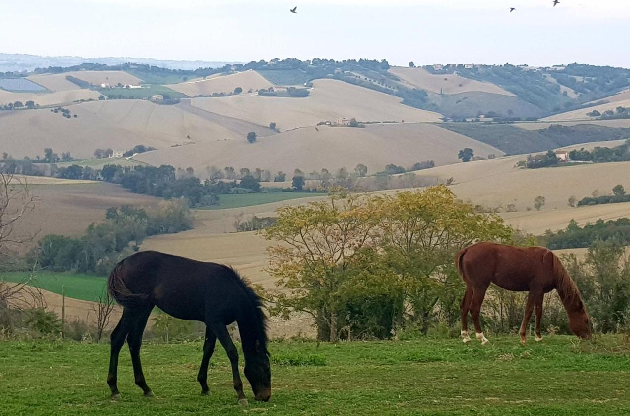 La Collina Dei Cavalieri Villa Belvedere Ostrense Eksteriør bilde